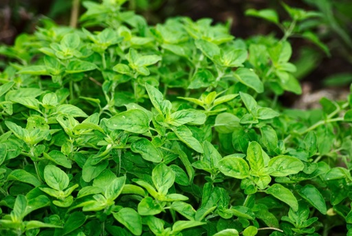Herbs green leaves